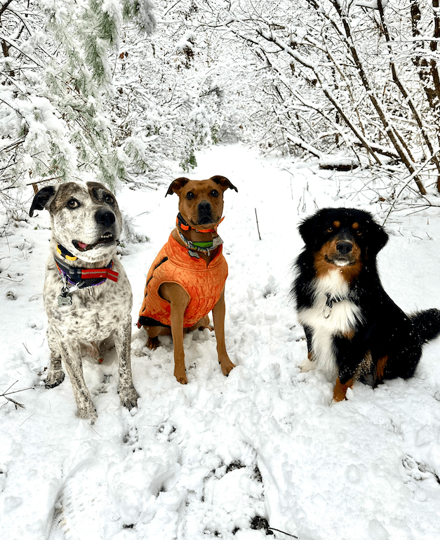 Tucker, Moose, and Corbin sitting together on a snowy trail