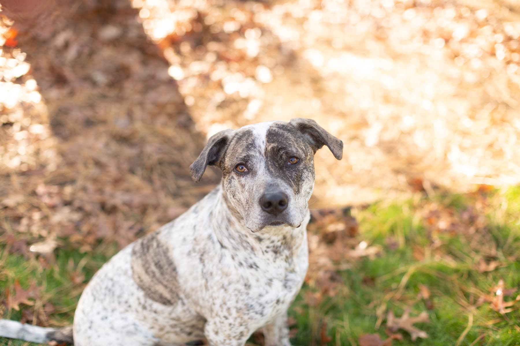 Corbin portrait in warm outdoor light