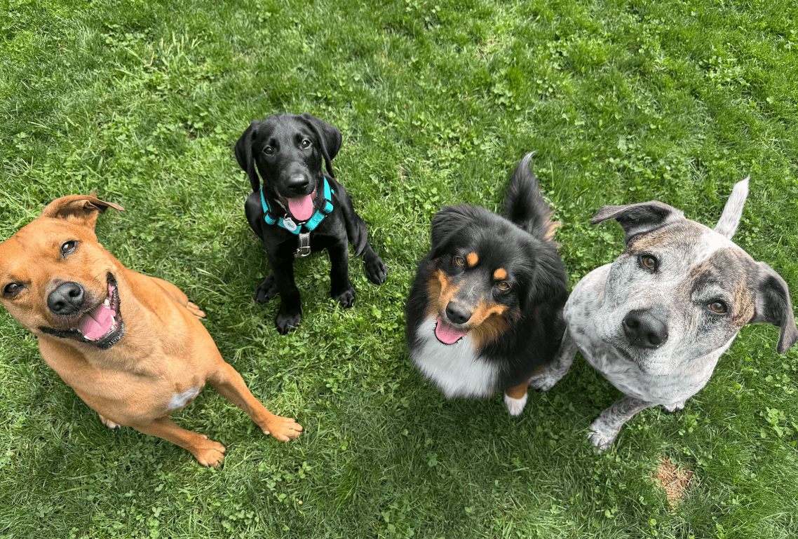 Four happy dogs sitting together on green grass for Happy Dog League