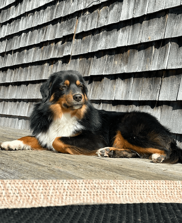 Moose relaxing outside
