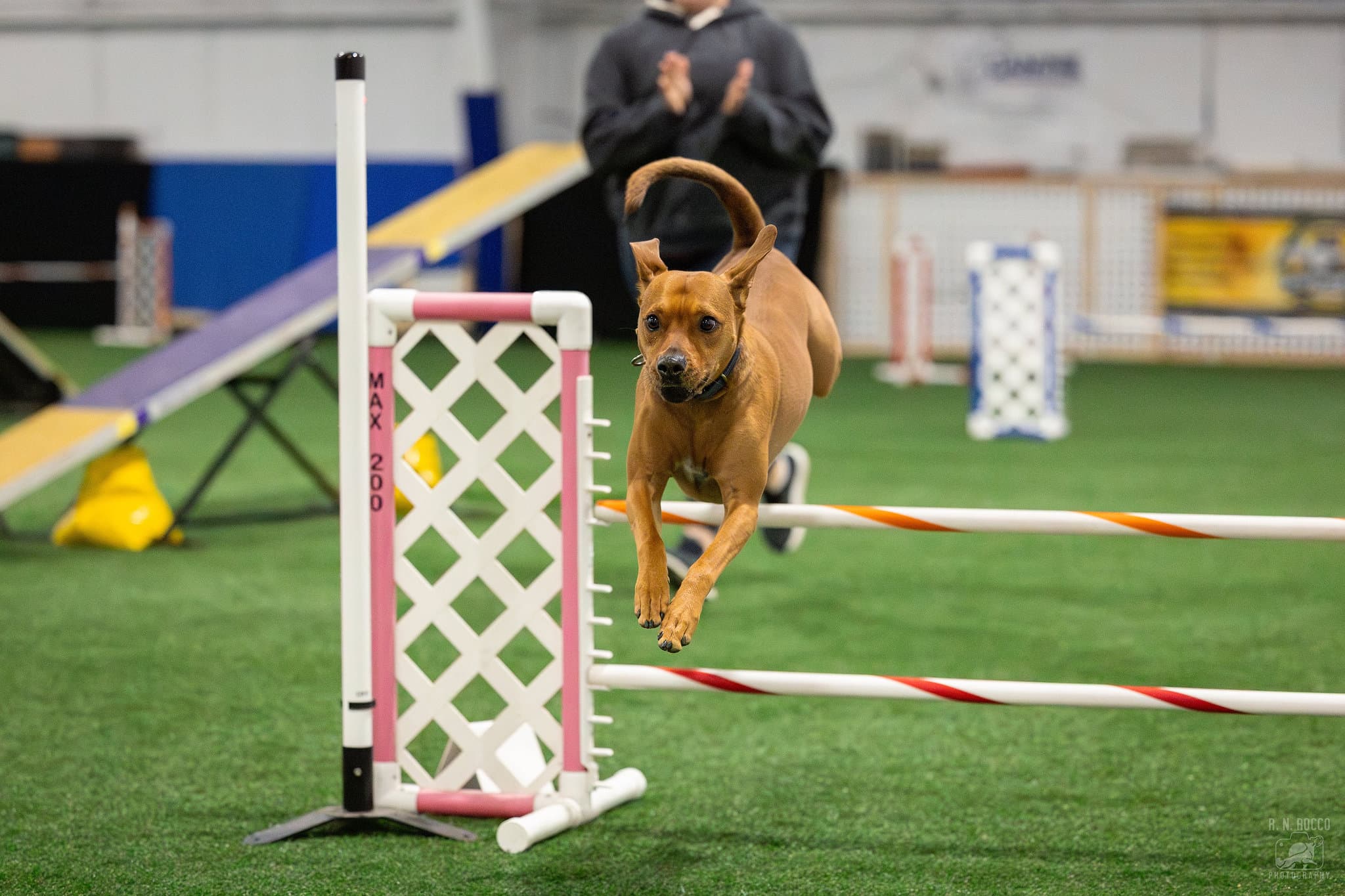 Tucker running over an agility jump at a dog sport trial