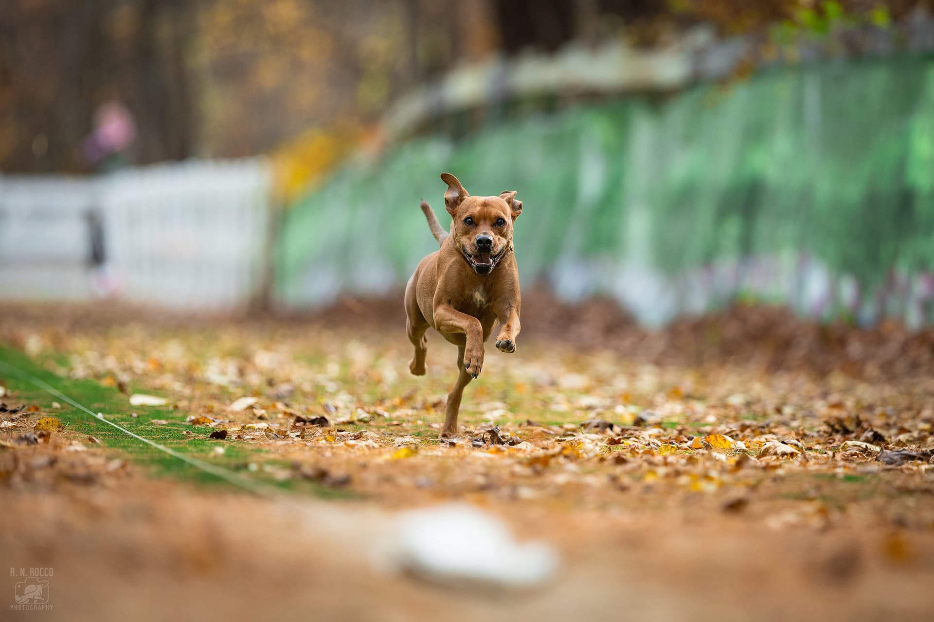 Tucker at an agility trial