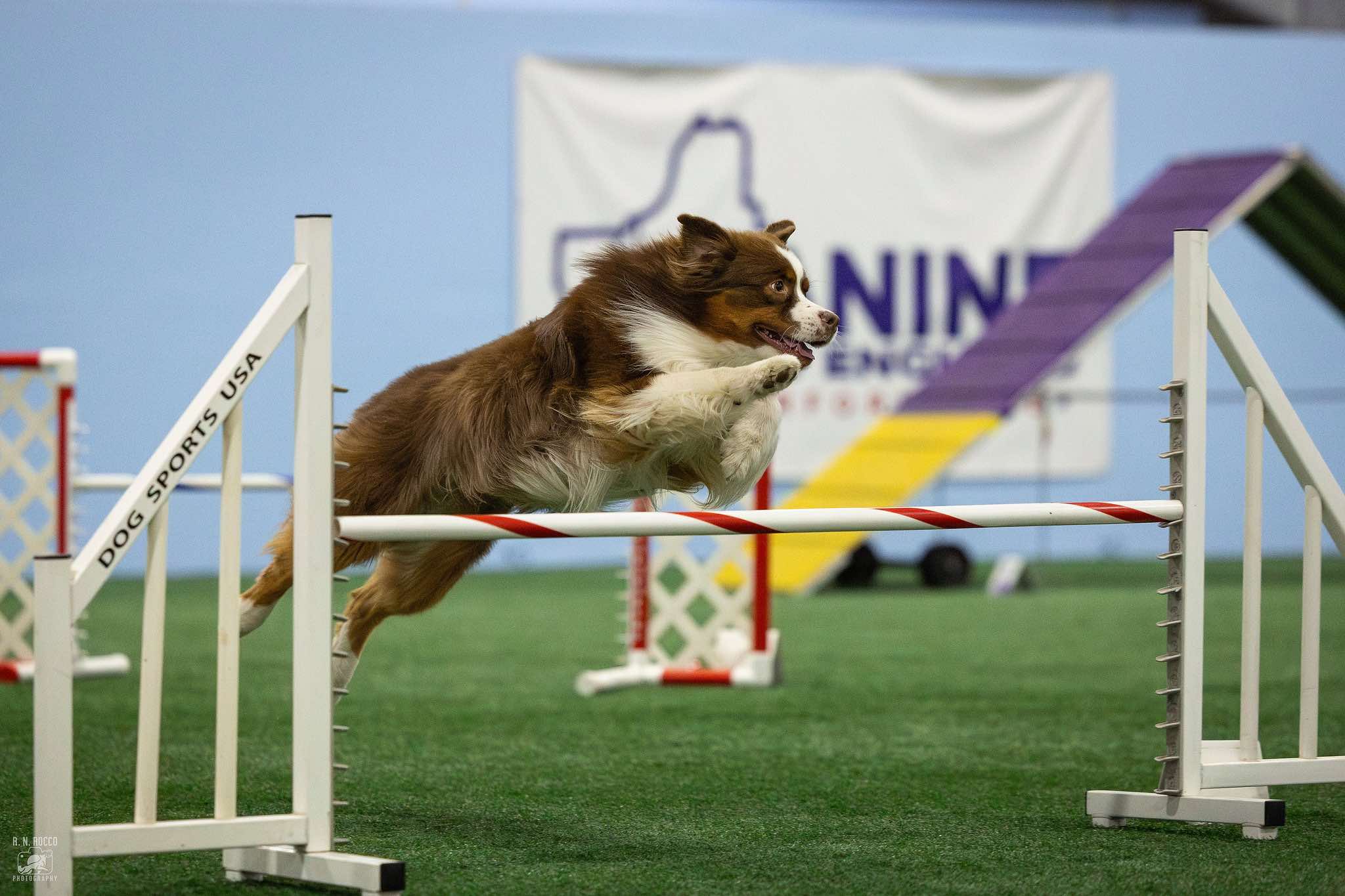 Australian Shepherd running ASCA agility over a jump