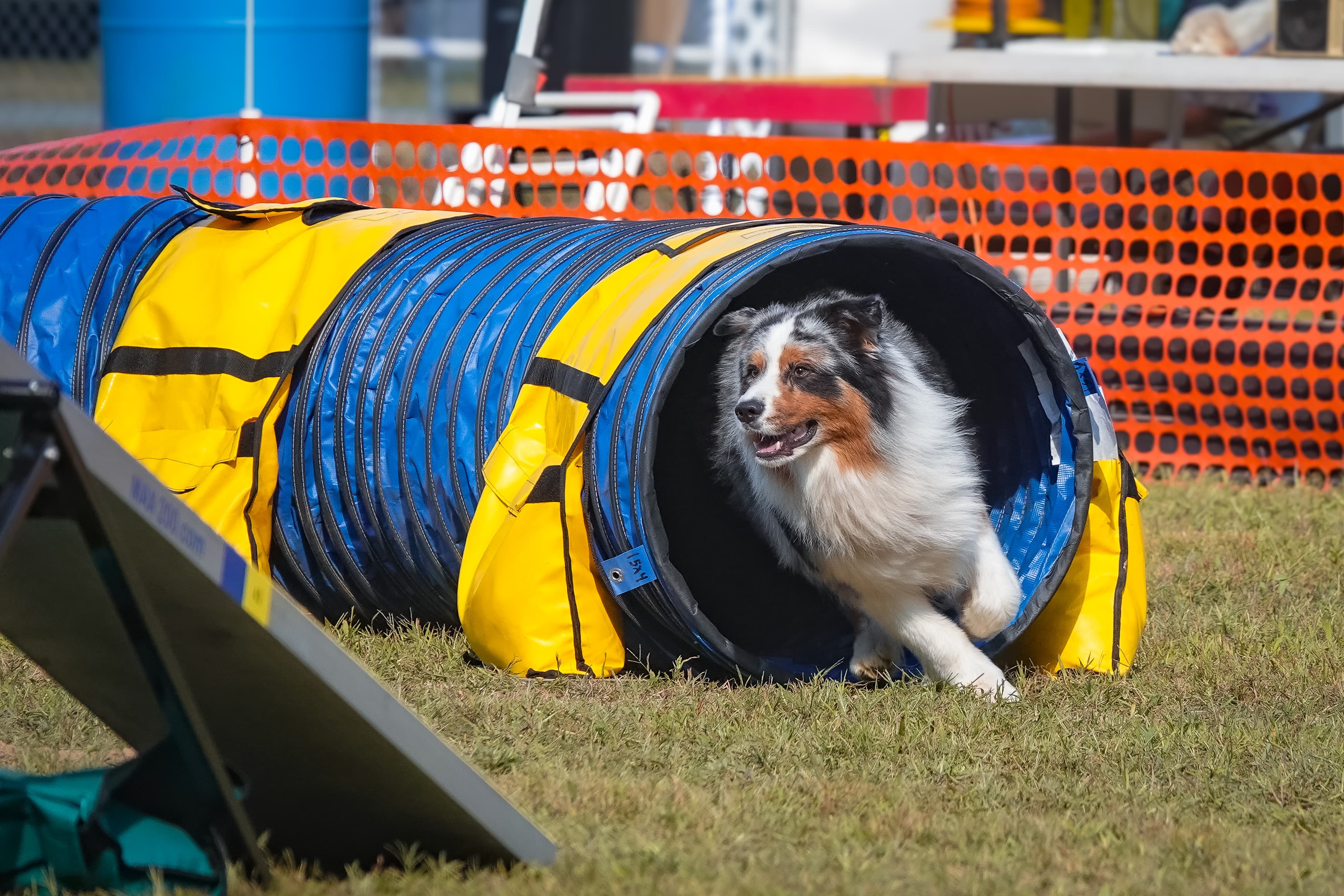Australian Shepherd exiting an agility tunnel at a trial