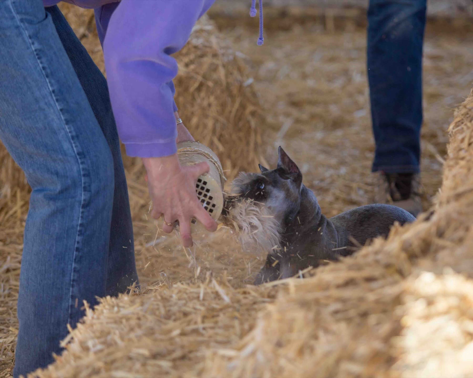 Dog searching a rat tube in hay bales during Barn Hunt