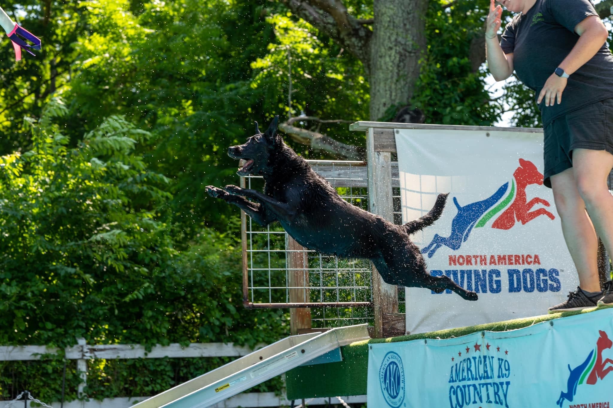 Dog launching off a dock during a dock diving competition