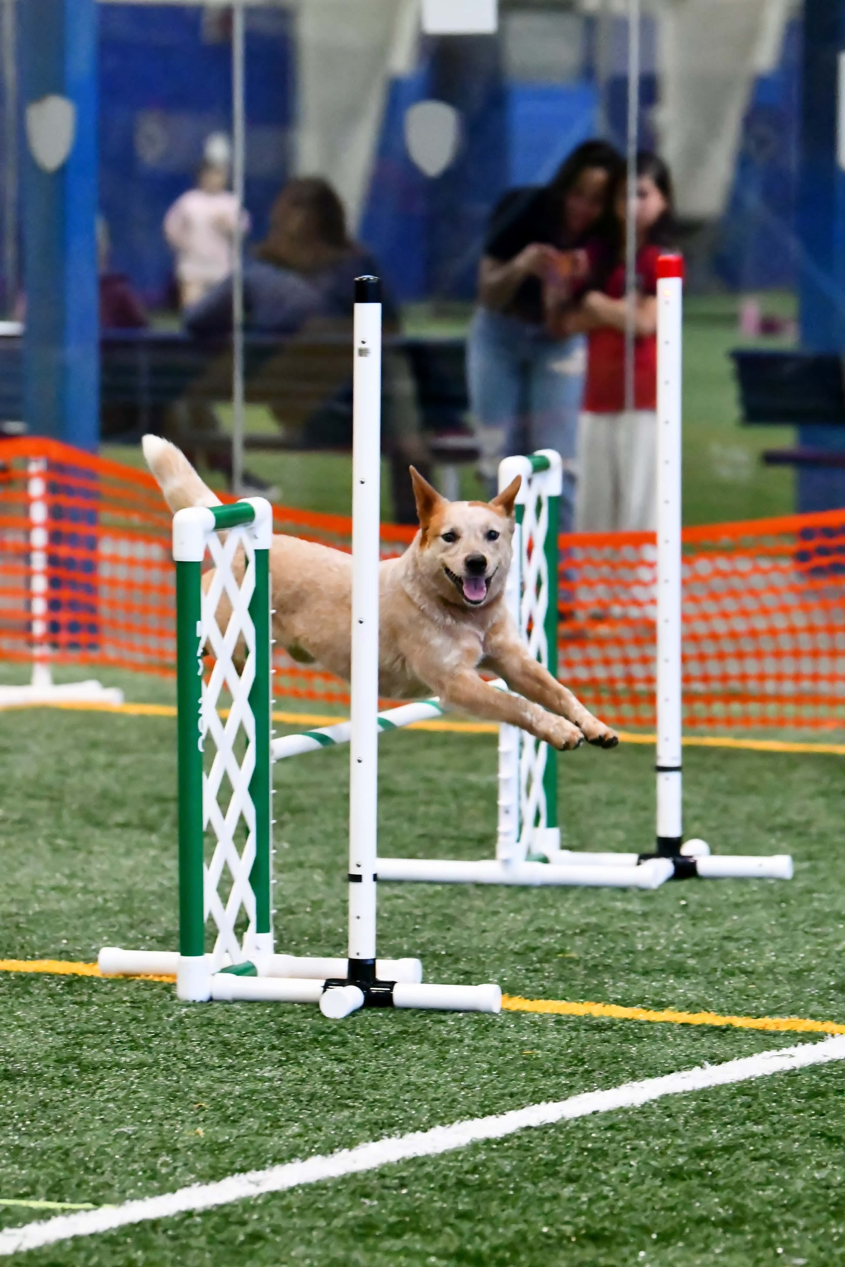 Dog sport team in a spring field representing title tracking across sports and organizations