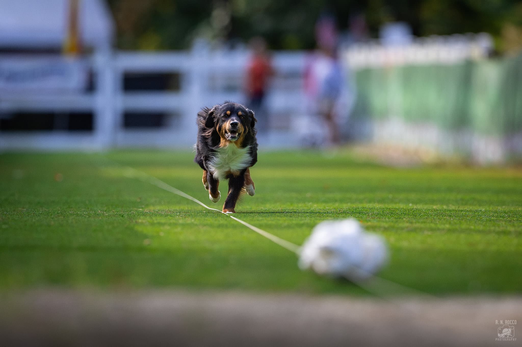 Dog running toward a lure during a dog sport event