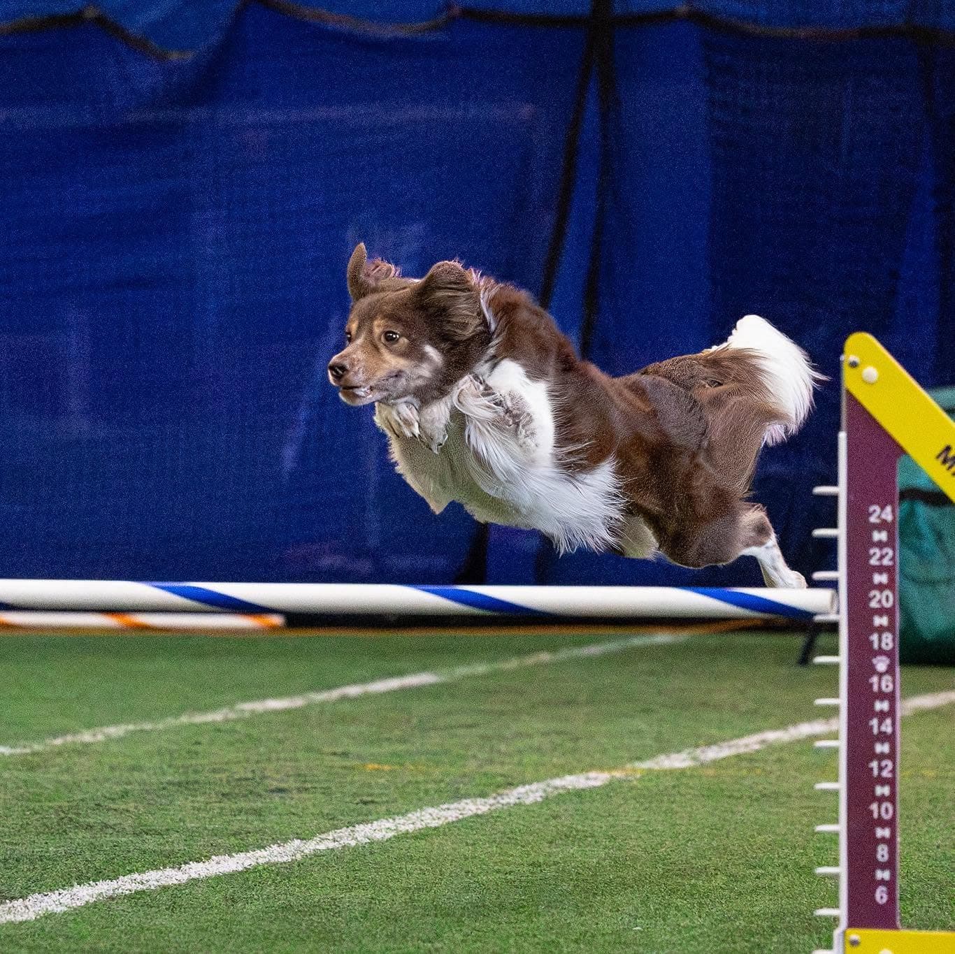 Dog jumping in NADAC agility for title tracking