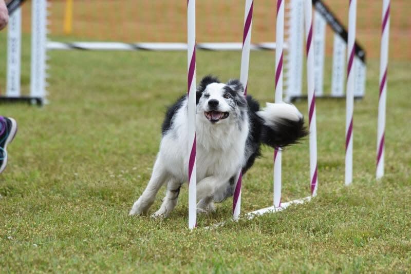 Dog weaving through poles for USDAA agility title tracking