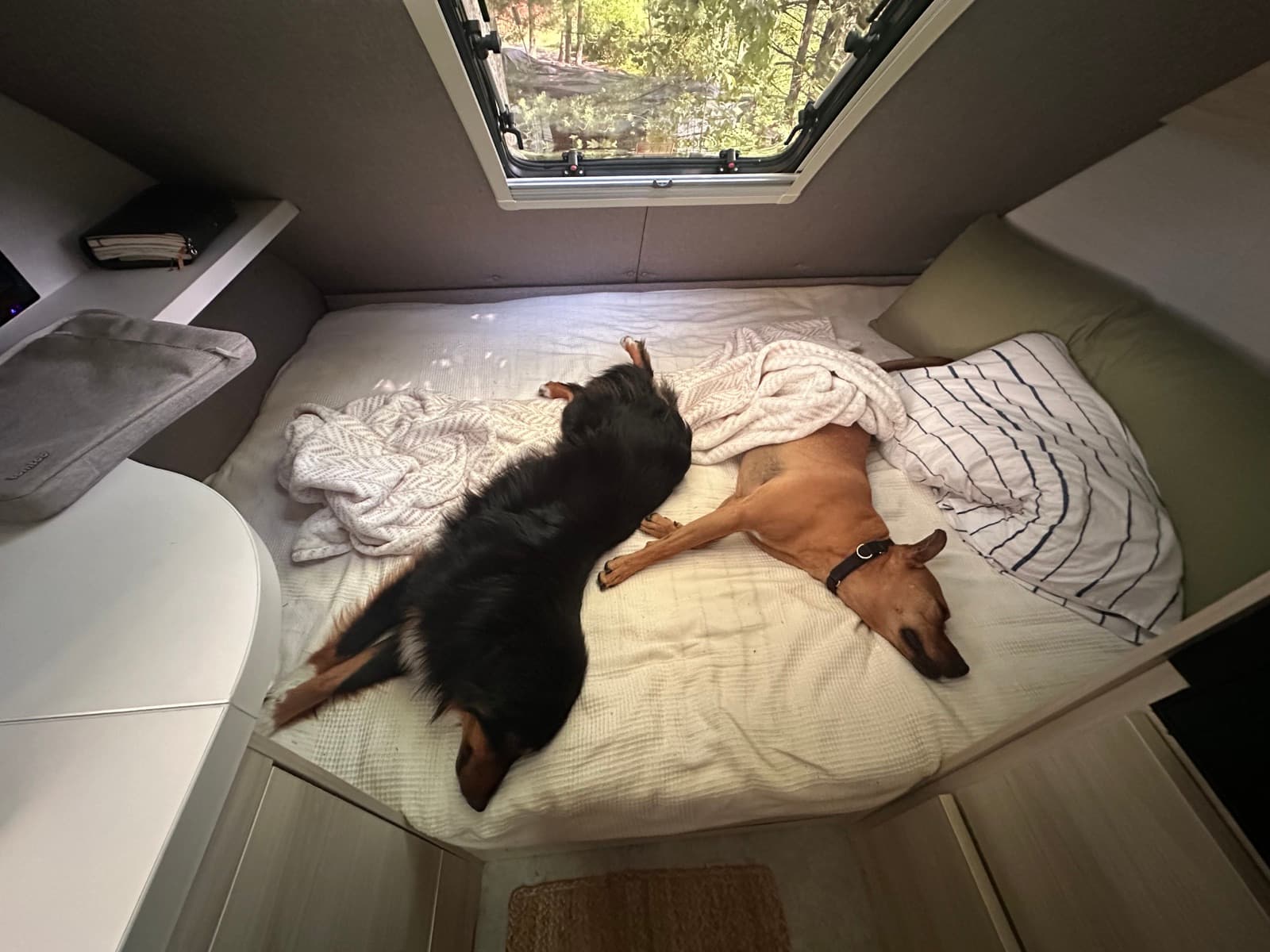 Moose and Tucker resting inside the camper during an agility trial weekend