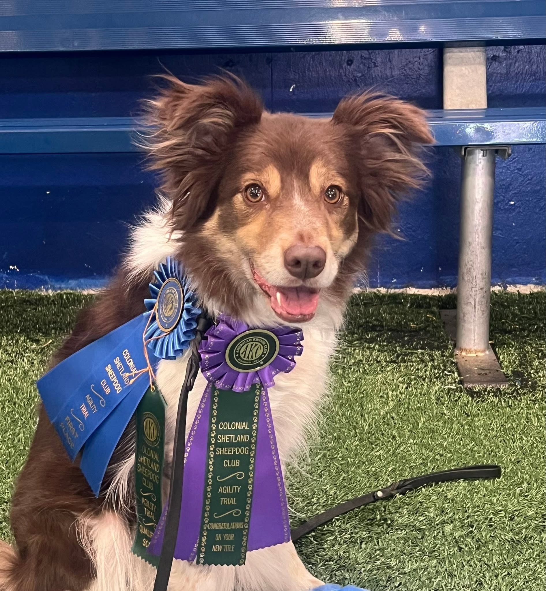 Dog with AKC agility title ribbons after earning completed AKC titles