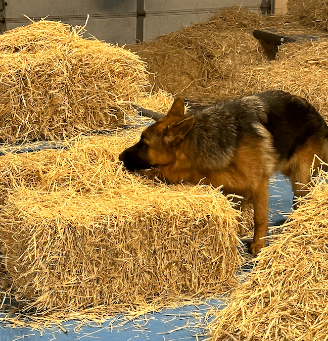 Dog searching hay bales during a Barn Hunt training setup