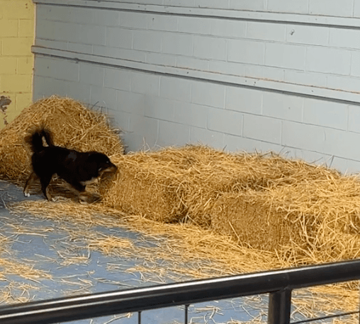 Dog searching hay bales during a Barn Hunt event