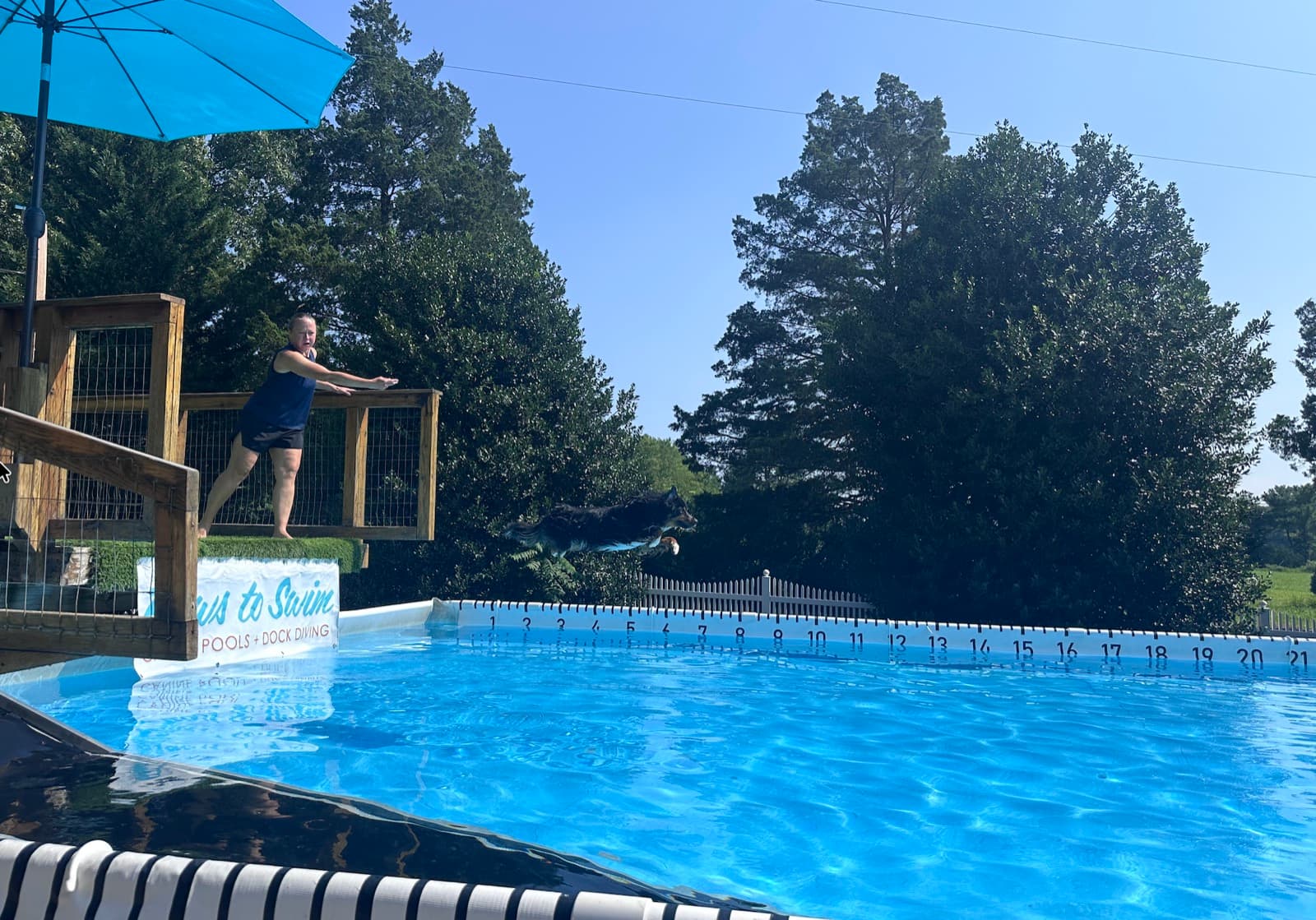 Moose jumping into the pool during a dock diving lesson at Paws To Swim