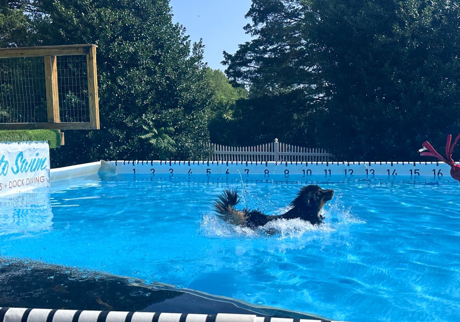 Moose swimming in the dock diving pool after retrieving his toy