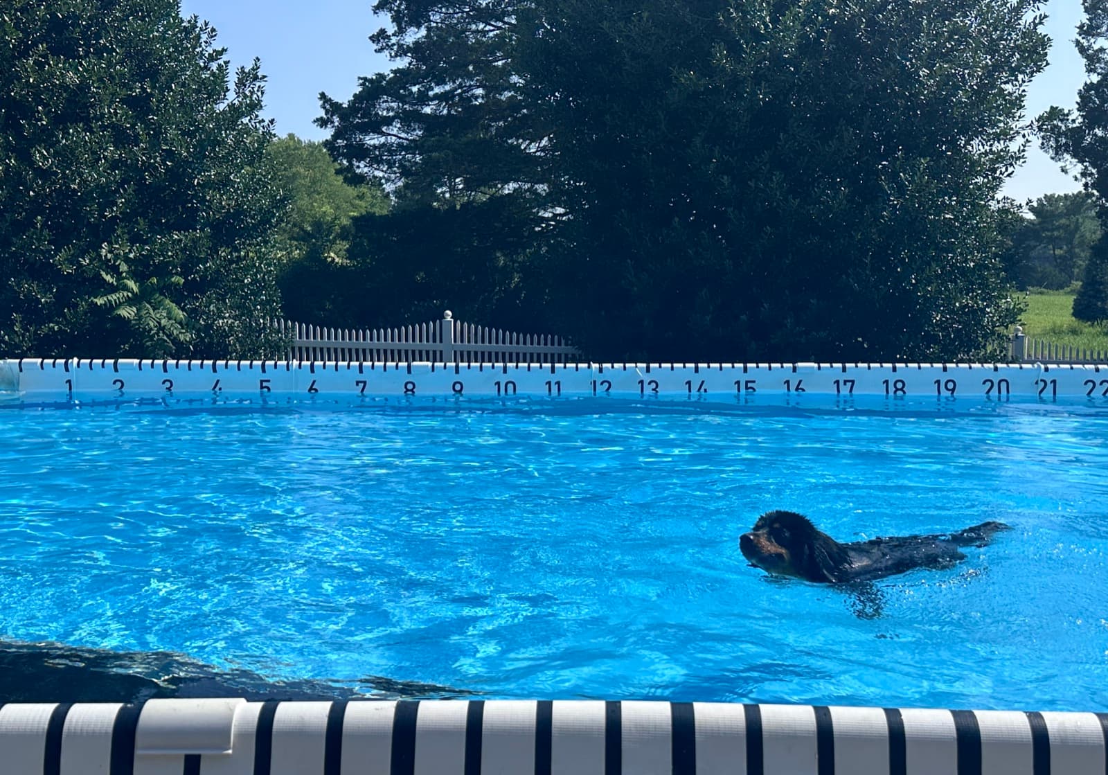 Moose swimming across the dock diving pool after a practice jump