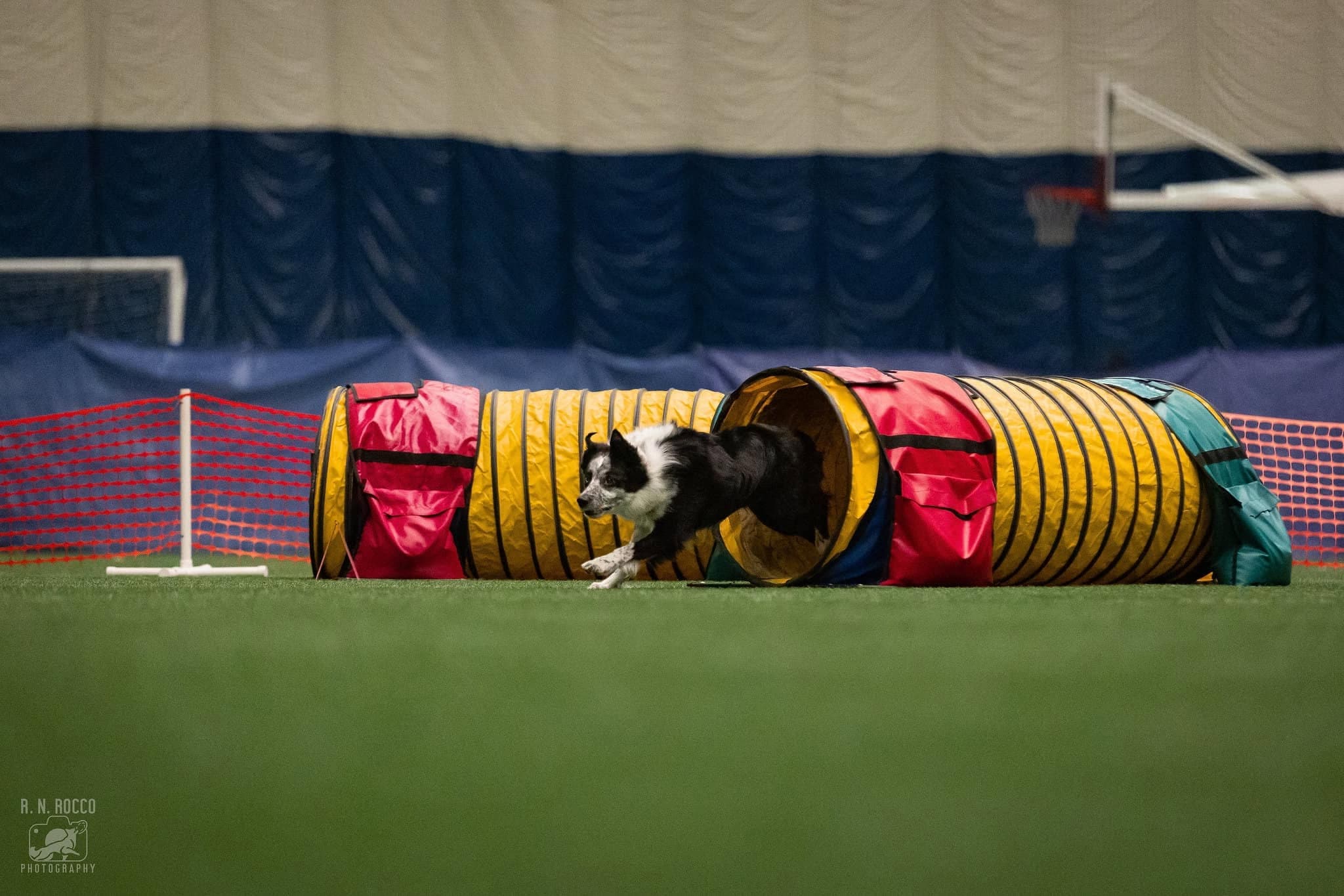 Dog exiting an agility tunnel during NADAC-style agility training