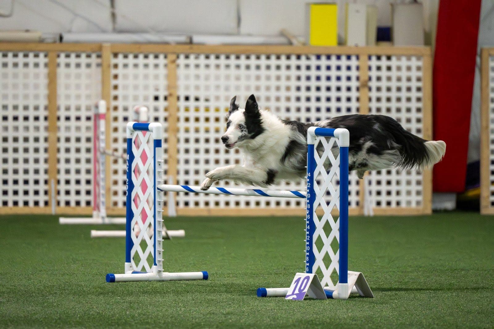 Blue merle border collie stretched out over a single bar agility jump