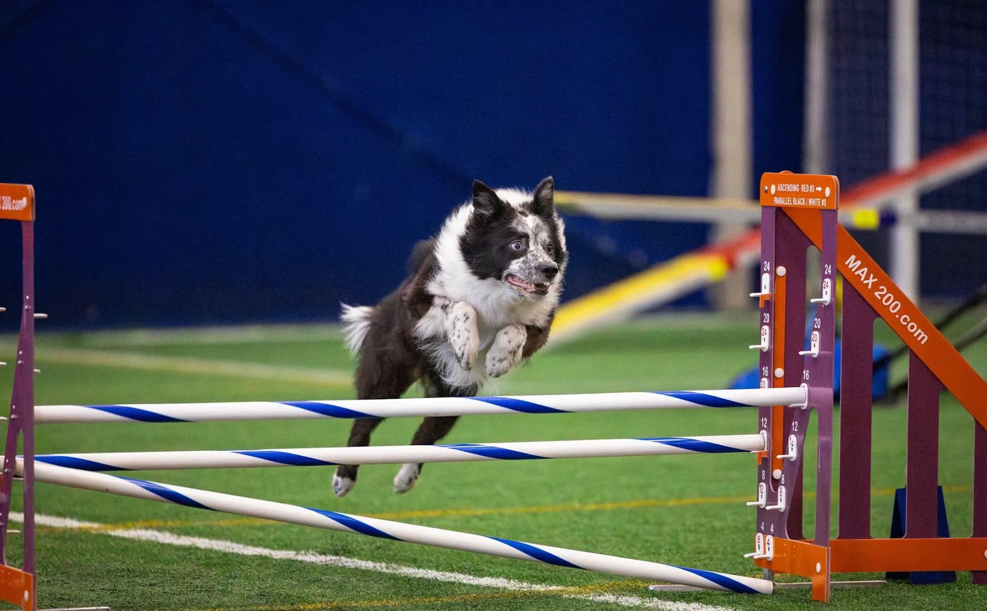 Black and white border collie jumping a striped agility jump at an indoor trial