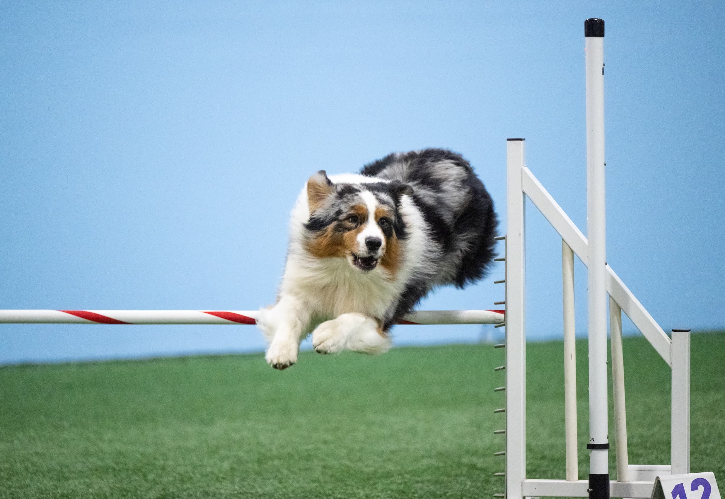Dog running a UKI agility jump